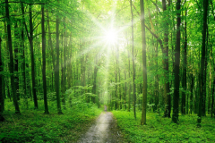 forest